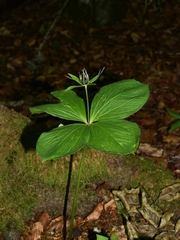 Paris quadrifolia