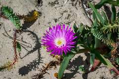 Carpobrotus virescens