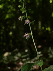 Epipactis helleborine