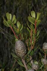 Leucadendron muirii