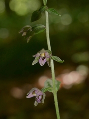 Epipactis helleborine