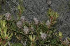 Leucadendron muirii