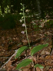 Epipactis helleborine