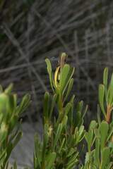 Leucadendron muirii