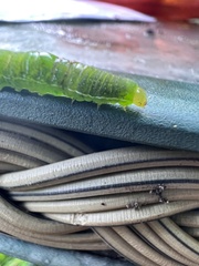 Neumichtis nigerrima