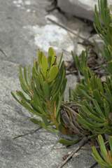 Leucadendron muirii