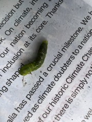 Neumichtis nigerrima