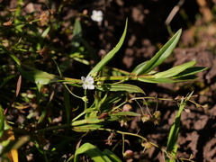 Veronica scutellata