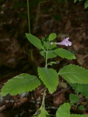 Clinopodium grandiflorum