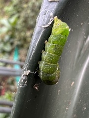 Neumichtis nigerrima