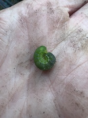 Neumichtis nigerrima