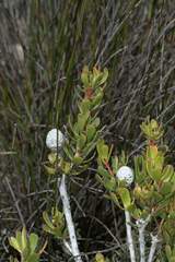 Leucadendron muirii