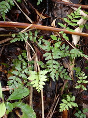 Lindsaea trichomanoides