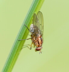Helinomydaea fuscoflava