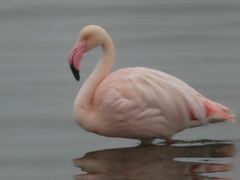 Phoenicopterus roseus