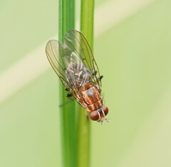Helinomydaea fuscoflava