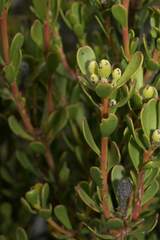 Leucadendron muirii