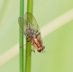 Helinomydaea fuscoflava