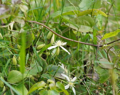 Clematis aristata