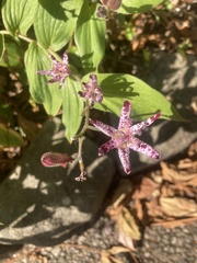 Tricyrtis