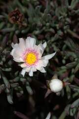 Lampranthus ceriseus