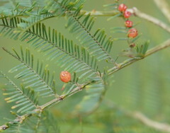 Austroacacidiplosis botrycephalae