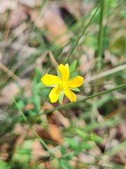 Hypericum gramineum
