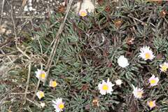 Lampranthus ceriseus