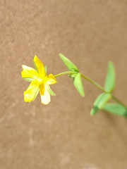 Hypericum gramineum