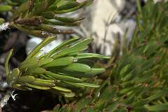 Leucadendron muirii