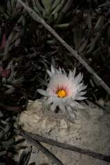 Lampranthus ceriseus