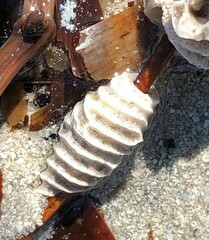 Densipora corrugata