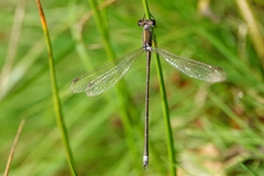 Lestes virens