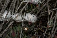 Lampranthus ceriseus