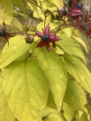 Clerodendrum trichotomum