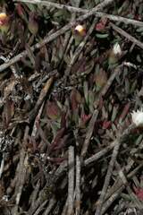 Lampranthus ceriseus