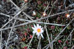 Lampranthus ceriseus