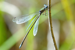 Lestes virens