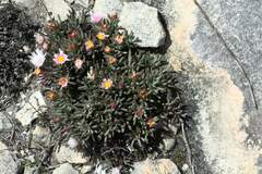 Lampranthus ceriseus