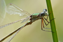 Lestes virens