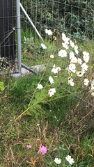 Cosmos bipinnatus