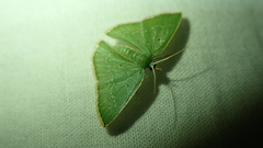 Comostolopsis intensa