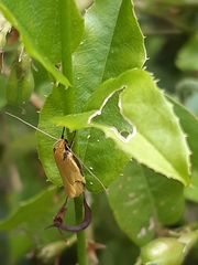 Philobota protecta