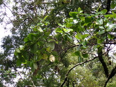 Griselinia lucida