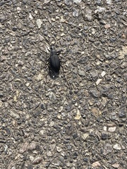 Carabus procerulus procerulus