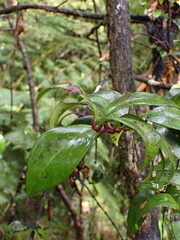 Metrosideros albiflora