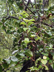 Metrosideros albiflora