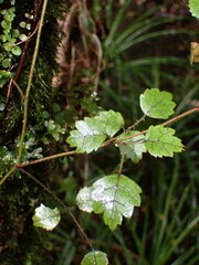 Rubus australis