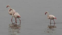 Phoenicopterus roseus