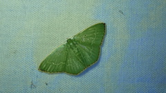 Comostolopsis intensa